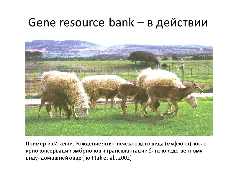 Gene resource bank – в действии Пример из Италии: Рождение ягнят исчезающего вида (муфлона)